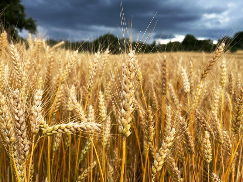 小麥?zhǔn)炝? /><br />
▲小麥?zhǔn)炝?</p>
<p>
	第二年，農(nóng)夫種上了小麥。收獲的季節(jié)到了，農(nóng)夫把小麥都拉回了家，留給魔鬼的是地下的殘茬。魔鬼又一無所獲，還賠了財(cái)寶，氣得轉(zhuǎn)身就走了。
</p>

<h3>
	農(nóng)夫和魔鬼告訴我們什么道理
</h3>
<p>
	要善于用自己的智慧得到自己想要的東西。
</p>

<p align=